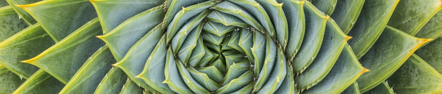 Zoomed in aerial image of a succulent